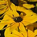 Susan Macrae Photo 8