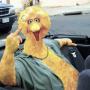 Michael Bird Photo 48