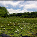 Debbie Pond Photo 12