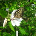 Sharon Ringer Photo 18