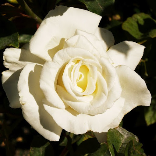 Ann Hart Photo 33