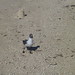 Jerry Coombs Photo 24