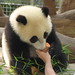 Joanne Lin Photo 38