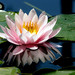 Lilly Rosa Photo 13