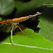 Cynthia Wing Photo 13