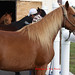 Carlos Negron Photo 24