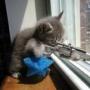 Caryl Robinson Photo 9