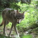 Rebecca Wolf Photo 22