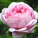 Constance Bloom Photo 17
