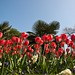 Hyacinth Stephens Photo 3