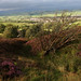 Heather Fields Photo 14