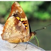 Evelyn Roth Photo 36