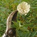 Rosa Bloom Photo 8
