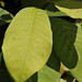 Jane Platt Photo 22