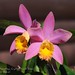 Aileen Smith Photo 18