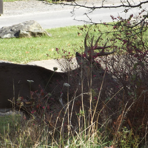 James Vestal Photo 29