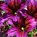 Sandra Flowers Photo 18