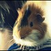 Charlie Isaac Photo 6
