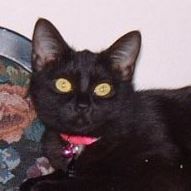 Deborah Newcomb Photo 8