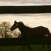 Mitchell Canter Photo 5
