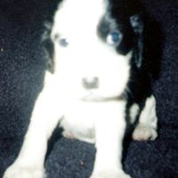 Jennifer Frankel Photo 8