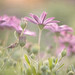 Amy Cate Photo 14