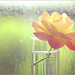 Joy Rose Photo 13