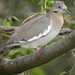 Gary Wing Photo 9