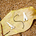 Lisa Shell Photo 16