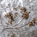 Crystal Cheney Photo 10