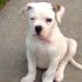 Jimmie Mcgee Photo 14