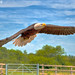 Chris Cardinal Photo 31