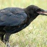 Edgar Crow Photo 14