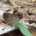Sandy Skipper Photo 14