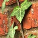 Ivy Anderson Photo 14