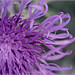 Dusty Miller Photo 46