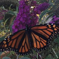 Susan Varga Photo 30