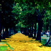 Phung Phan Photo 14