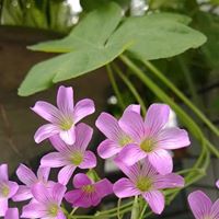 Phan Trinh Photo 32