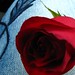 Jean Rose Photo 34