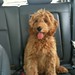 Ginger Cooper Photo 22