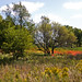 Anita Meadows Photo 12
