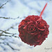 Kim Rose Photo 12