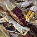 Debbie Lynne Photo 11