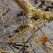 Robin Clutter Photo 8