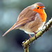 Brittany Robins Photo 6