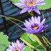 Marcia Moore Photo 11