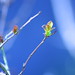 Myrtle Bush Photo 8