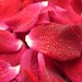 Misty Rose Photo 17