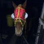 Webster Johnson Photo 25